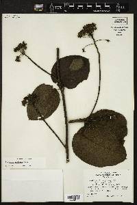 Fischeria scandens image