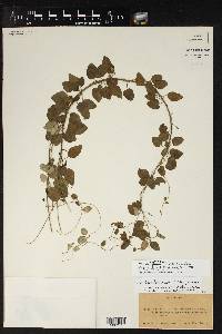 Matelea ovatifolia image