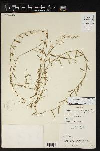 Metastelma arizonicum subsp. chiapense image