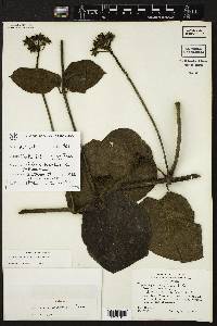 Fischeria scandens image