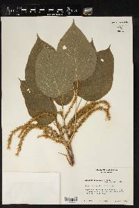 Acalypha macrostachya image