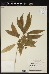 Acalypha gummifera image