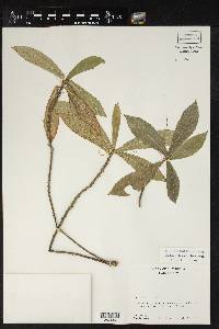 Acalypha lancetillae image