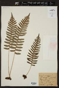 Polypodium vulgare image