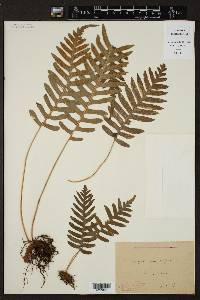 Polypodium vulgare image