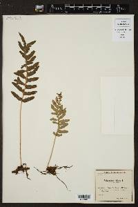 Polypodium vulgare image