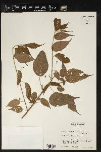 Acalypha leptopoda image