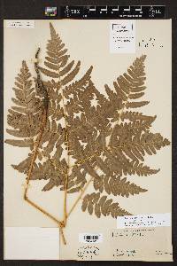 Pteridium aquilinum var. aquilinum image