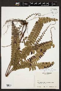 Lindsaea lancea image