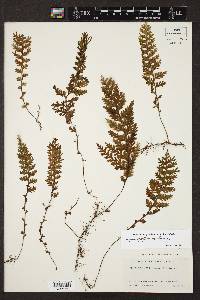 Hymenophyllum hirtellum image