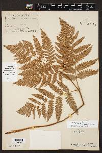 Pteridium aquilinum var. aquilinum image