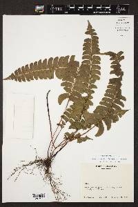 Lindsaea lancea image