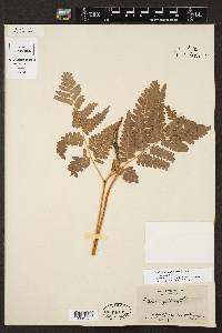 Pteridium aquilinum var. aquilinum image