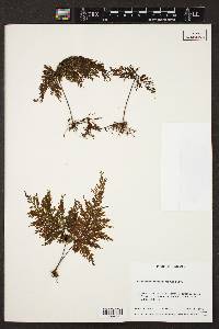 Hymenophyllum microcarpum image