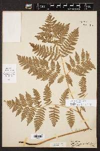 Pteridium aquilinum var. aquilinum image