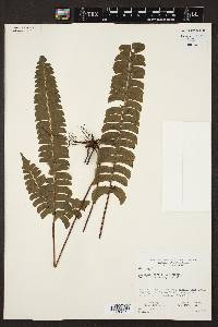 Lindsaea lancea image