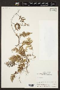 Hymenophyllum hirsutum image