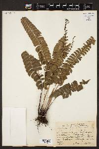 Lindsaea lancea image