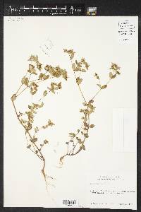 Chamaesyce hyssopifolia image