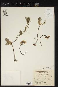 Utricularia platensis image