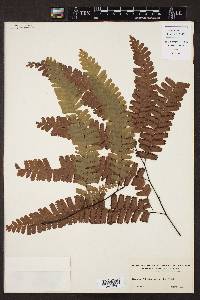 Adiantum polyphyllum image