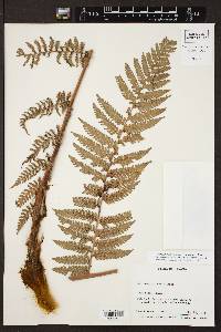 Dicksonia karsteniana image