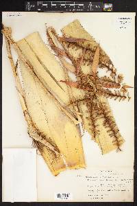 Aechmea tillandsioides image