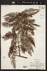 Lophosoria quadripinnata image