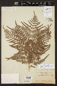 Pteridium aquilinum subsp. pseudocaudatum image