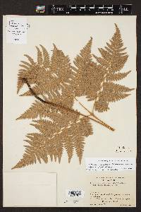 Pteridium aquilinum var. pubescens image