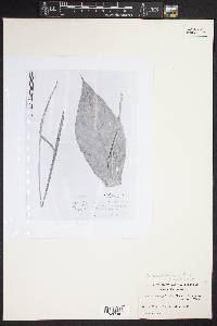 Anthurium acutifolium image