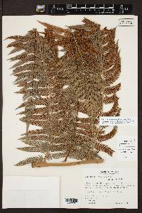 Dicksonia karsteniana image