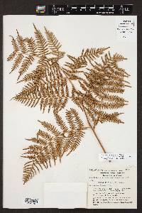 Pteridium caudatum image