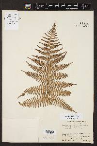 Pteridium caudatum image