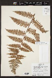 Pteridium caudatum image