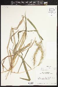 Echinochloa walteri image