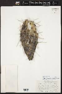 Opuntia deamii image