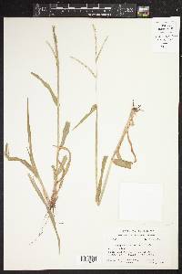 Paspalum setaceum var. stramineum image