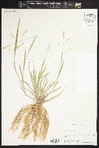 Panicum hians image