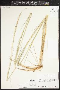 Panicum geminatum image