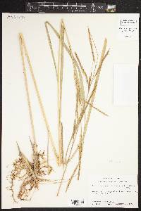 Spartina pectinata image