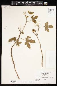 Cnidoscolus urens image