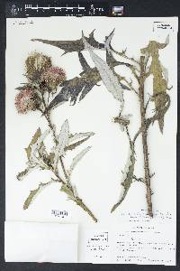 Cirsium horridulum image