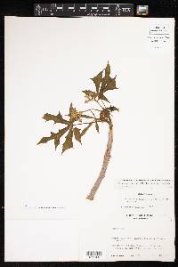 Cnidoscolus aconitifolius image