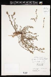 Euphorbia lorentzii image