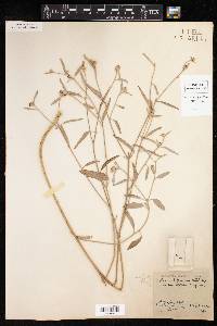 Croton californicus var. tenuis image