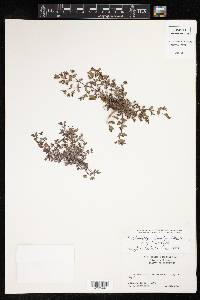Euphorbia lorentzii image