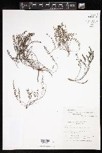 Euphorbia stoddartii image