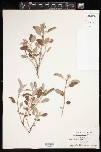 Croton argyranthemus image