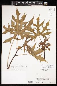 Cnidoscolus aconitifolius image